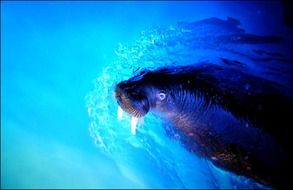 attractive Walrus Sea Lion