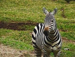 zebra in safari on a sunny day
