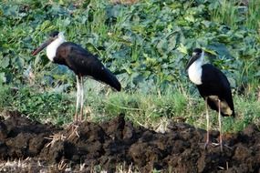 couple of woolly-necked storks