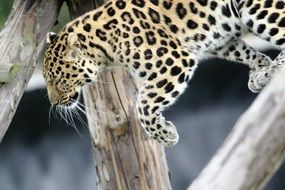 leopard on wooden beams