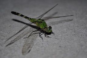 Bug Dragonfly
