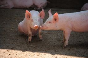 breeding pigs in the village