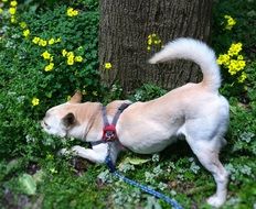 dog among nature in otsu park
