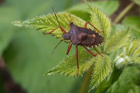 Foliage Bug Macro