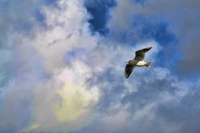 Wild bird in flight