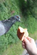 portrait of pigeon eats bread