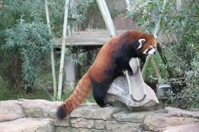 wonderful Red Panda