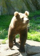 Brown Bear on stone