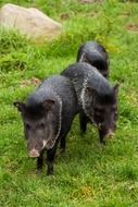 black boars on green grass