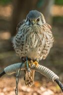 bird of prey sitting on an iron rod