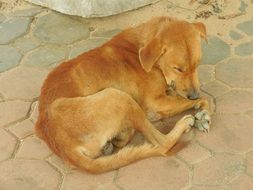 dog sleeps on the cobblestones