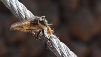 Fly with red eyes holds aphid