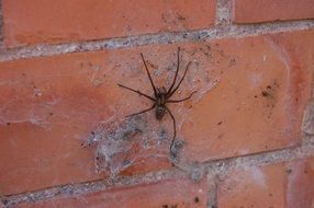 beautiful Spider