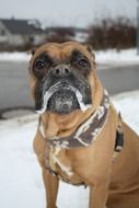 portrait of a boxer on a black white background