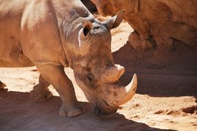 rhinoceros goes near the rock