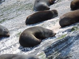 seals sleep ashore in New Zealand