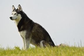 Husky on the green hill