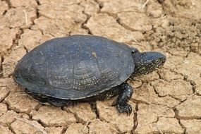 black turtle on dry ground