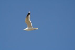 Seagull in flight in the sky