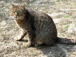 mackerel Cat with green eyes sits on ground