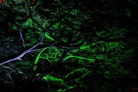 colorful illuminated tree branches at darkness