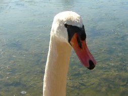 photo of head of a swan on a background of lake