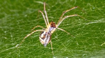 spider on a web on a background of green grass