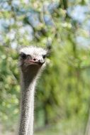 head of an ostrich