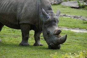Animal portrait of Rhino