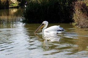 white pelican with a large beak in the water