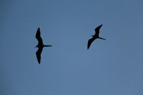 seabirds in flight in the blue sky