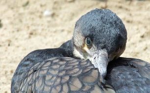 wild cormorant