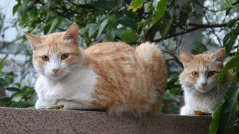 two cats are watching curiously near the trees