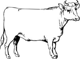 cow as a black and white graphic image