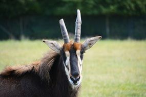 antelope on a green field