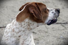 hunting dog looking away