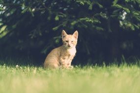 cat with injuries on the grass