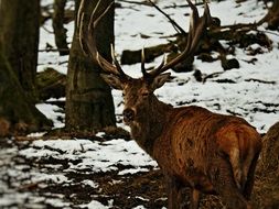 roe deer in the winter forest