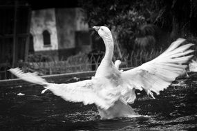 white swan on the water in black and white image