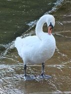 white swan cleaning feathers by the lake