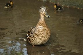 brown duck with ducklings in dirty water