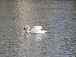 Swan Water with open beak on water