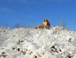 siberian husky outdoor