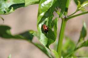 spotted beetle on a green plant close-up