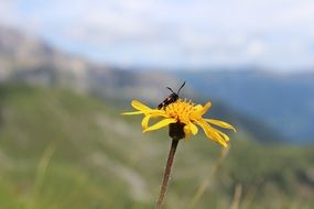 insect with wings on a yellow summer flower