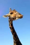 portrait of african giraffe on blue sky background