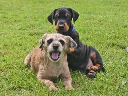 two puppies on the lawn