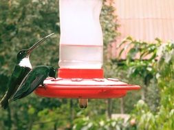 hummingbirds drinking water