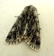 Closeup picture of spotted moth on a white background