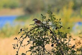 small Bird feeding on Bush